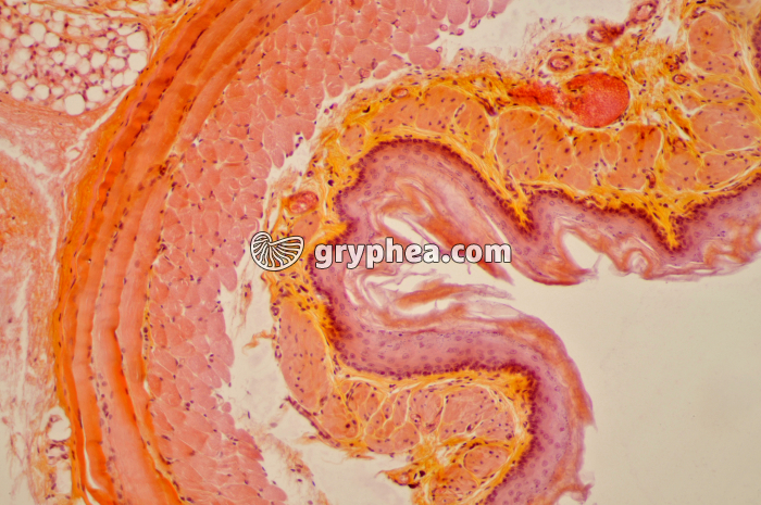 Oesophage Rat x40 - gryphea.org